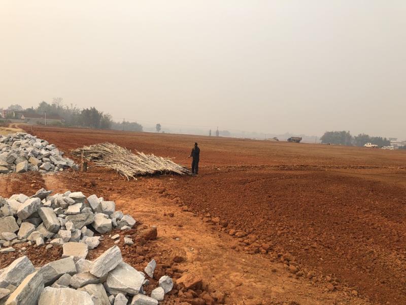 图5甘蔗合作社部分土地