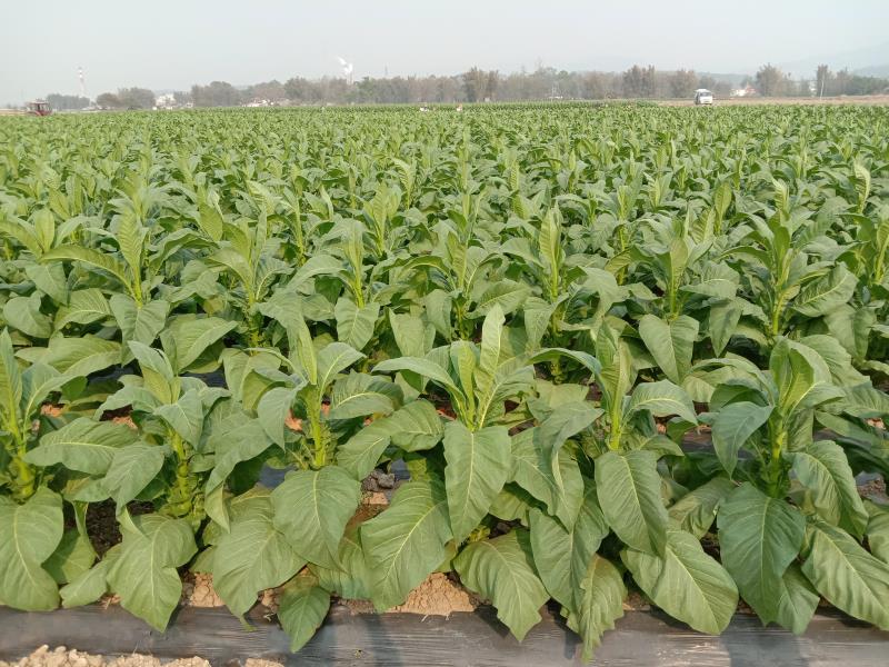 367c8a43a6fab3c823cc924a0b594b0