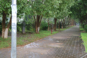 陇川县城市提质增绿工作简报643