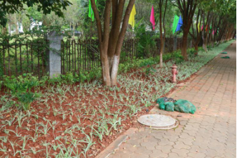 陇川县城市提质增绿工作简报642