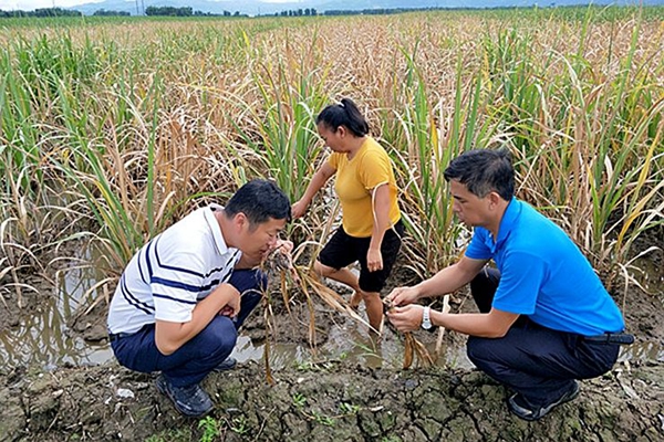 d43a1d4c1a868482668ea1c56329465c