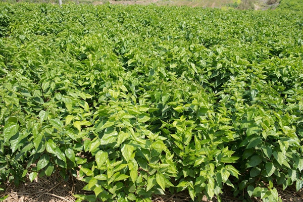 1011477d3df7c9036f842323ccc951b1