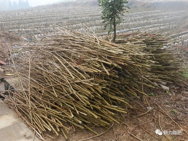 ec4a91fefb73b01eff8b9abfd82cfd0b