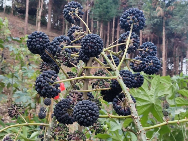 d8c6d2808ae38abbd56e640672a21b16