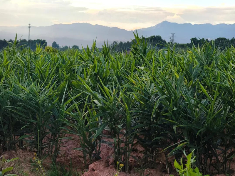 微信图片_20250102095856