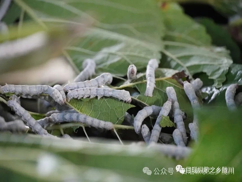 微信图片_20250123101017