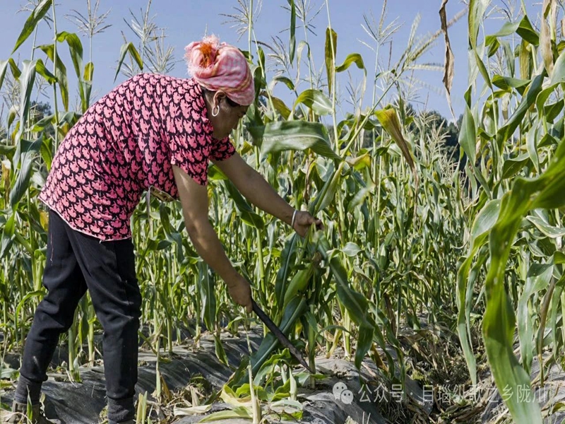 微信图片_20250124100841