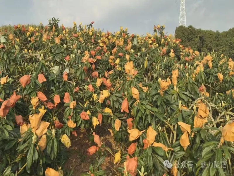 微信图片_20250318102957