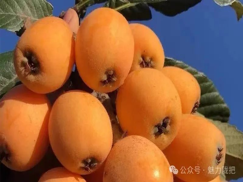 微信图片_20250318103004