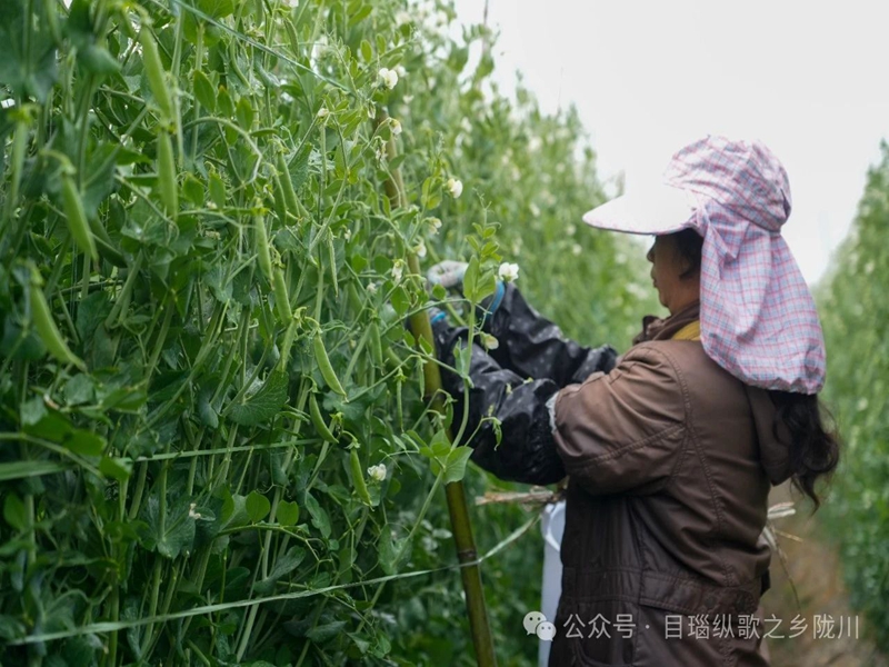 微信图片_20250416100950