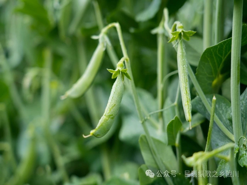 微信图片_20250416100956