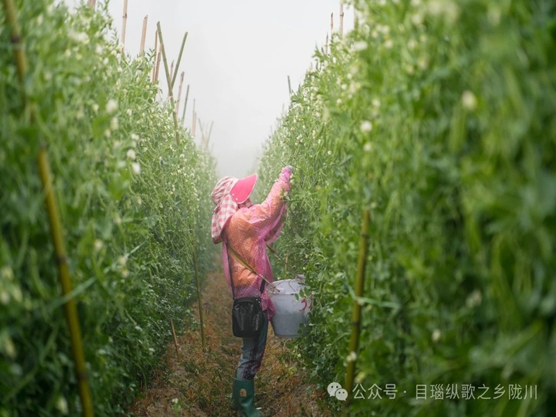 微信图片_20250416100959