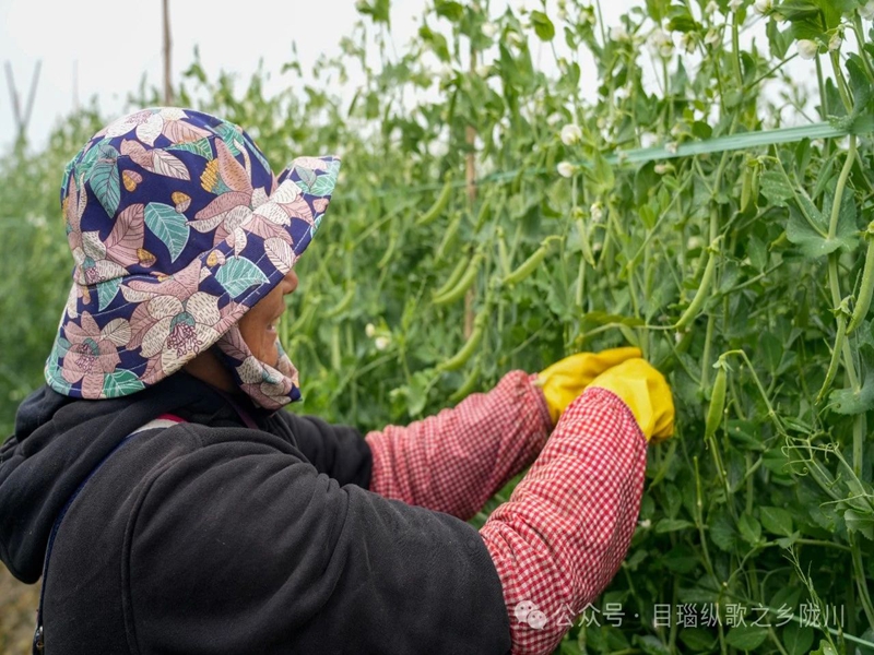 微信图片_20250416101002