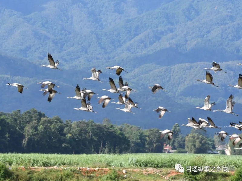 微信图片_20250610101339