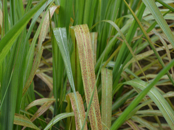陇川县农场管委甘蔗褐斑病发生危害