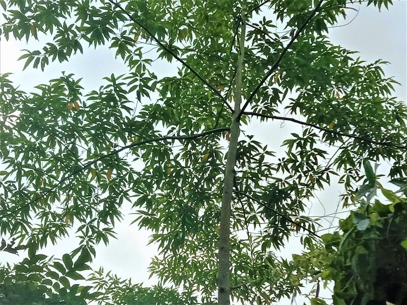 5bcd4413c8b2b63b89e3c167d4e74fe