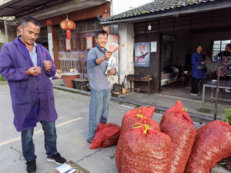 八角行情好，农民喜增收1